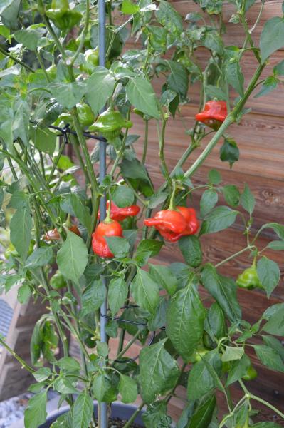 Chili, Nepalesischer Blumen- (Pflanze)